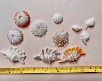 Fused Glass Ocean Shells, Mixed Set of 8