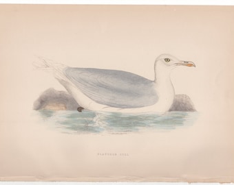 Jardine Naturalist/'s Library Print Ornithology Wall Art Print Glaucous Gull Original 1843 Hand Colored Engraving Antique Gull Drawing