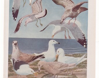 Jardine Naturalist/'s Library Print Ornithology Wall Art Print Glaucous Gull Original 1843 Hand Colored Engraving Antique Gull Drawing