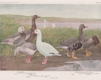 1936 Vintage FUERTES BIRDS #39 /"AMERICAN PLOVER /& 3 MORE/" Color Plate Lithograph