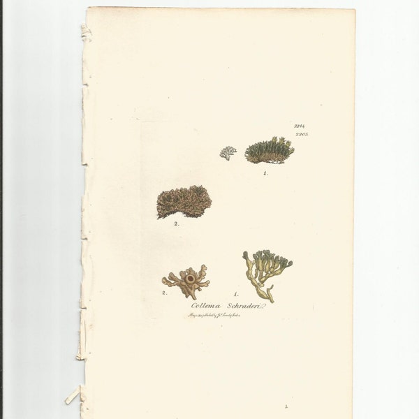 Antique Original 1844 James Sowerby Botanical Print Plate Bookplate English Botany Lichens Collema Schraderi  2284/2205
