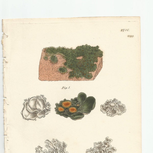 Antique Original 1844 James Sowerby Botanical Print Plate Bookplate English Botany Lichens   Collema crispum and dermatinum 2716/2199