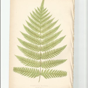 Antique Original Fern Print Plate Bookplate Botanical Lowe's FERNS: British and Exotic 1863 Woodwardia Radicans Plate XLIV image 1
