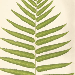 Antique Original Fern Print Plate Bookplate Botanical Lowe's Ferns 1856 POLYPODIUM XI image 3