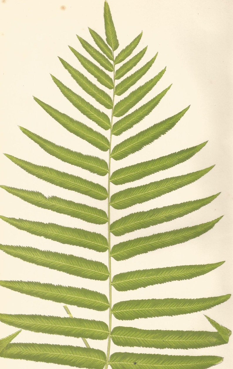 Antique Original Fern Print Plate Bookplate Botanical Lowe's Ferns 1856 POLYPODIUM XI image 3