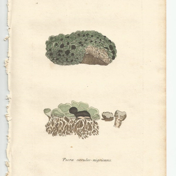 Antique Original 1844 James Sowerby Botanical Print Plate Bookplate English Botany  Cryptogamia Lichens 1139  Psora Caeruleo nigricans