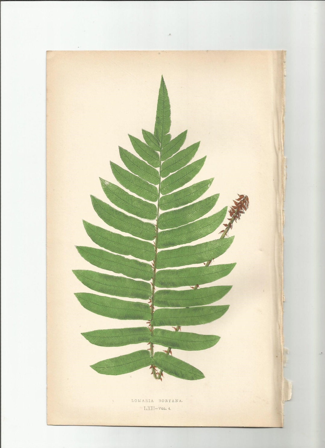 Antique Original Fern Print Plate Bookplate Botanical Lowe's FERNS ...