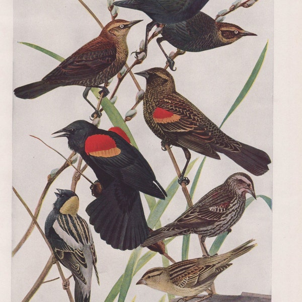 Blackbirds and Bobolink 1936 Fuertes Bird Print Plate Bookplate Vintage Original Print Birds of America by  Louis Agassiz Fuertes  Plate #73