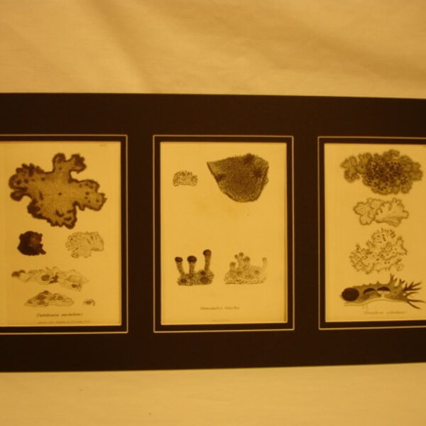 3 Antique Original 1844 James Sowerby Botanical Prinst Plates Bookplates English Botany  Cryptogamia Lichens 3 Matted Prints