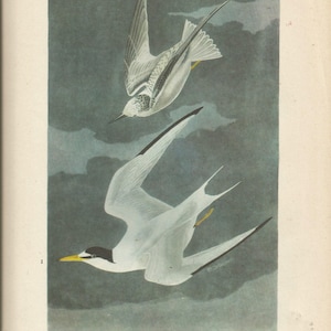 Original Vintage 1941 JohnJames Audubon Birds of America Bookplate Print Bird Print 319 Least Tern  320 Least Sandpiper