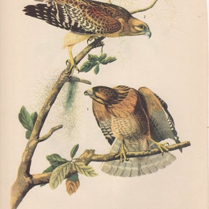Original Vintage 1937 John James Audubon Birds of America Bookplate Print Bird Print  56 Red-Shouldered Hawk and  55 Cuvier's Regulus