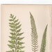 Antique Original Fern Print Plate Bookplate Botanical - Etsy