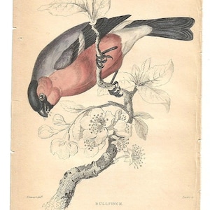Antique Original 1843  Sir Wiiliam Jardine Bird Print Plate Bookplate  Bullfinch Hand Colored