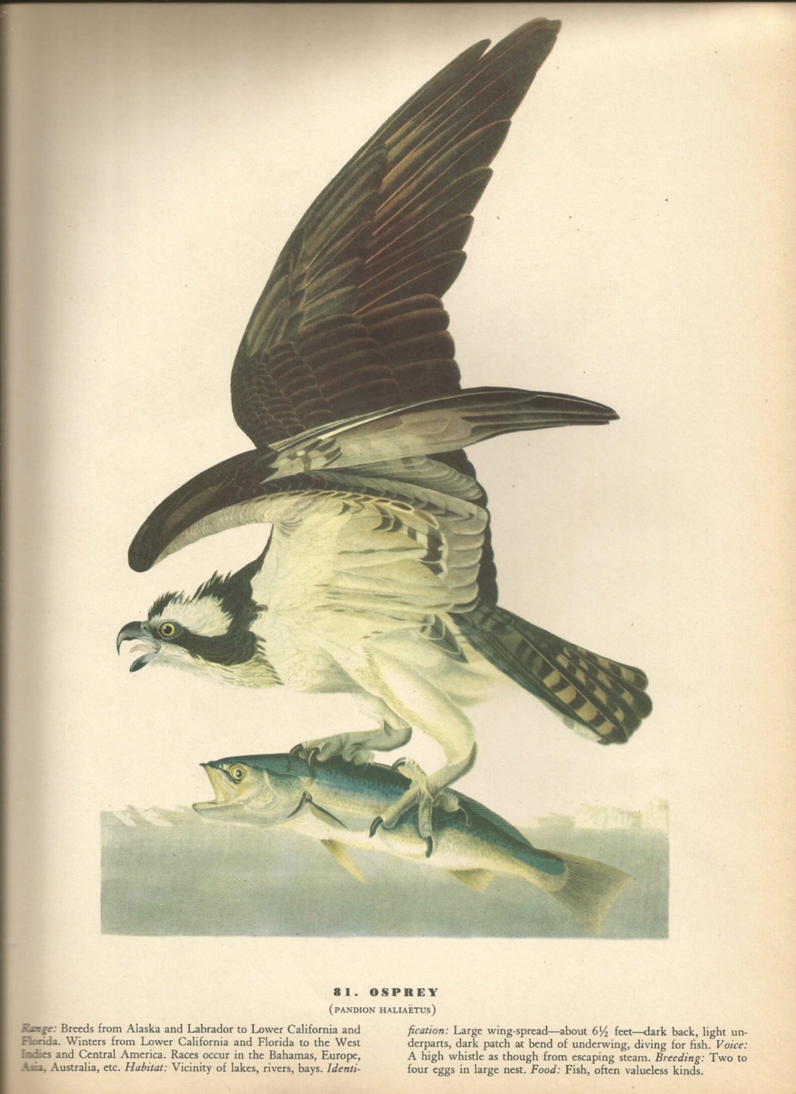 Original Vintage 1941 John James Audubon Birds of America - Etsy.de