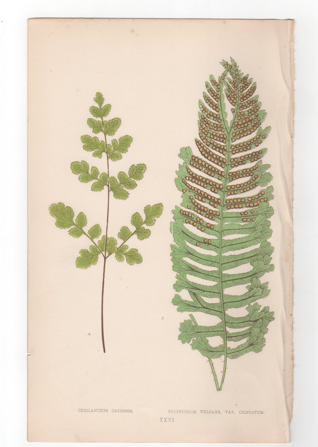 Antique Original Fern Print Plate Bookplate Botanical Lowe's New and ...