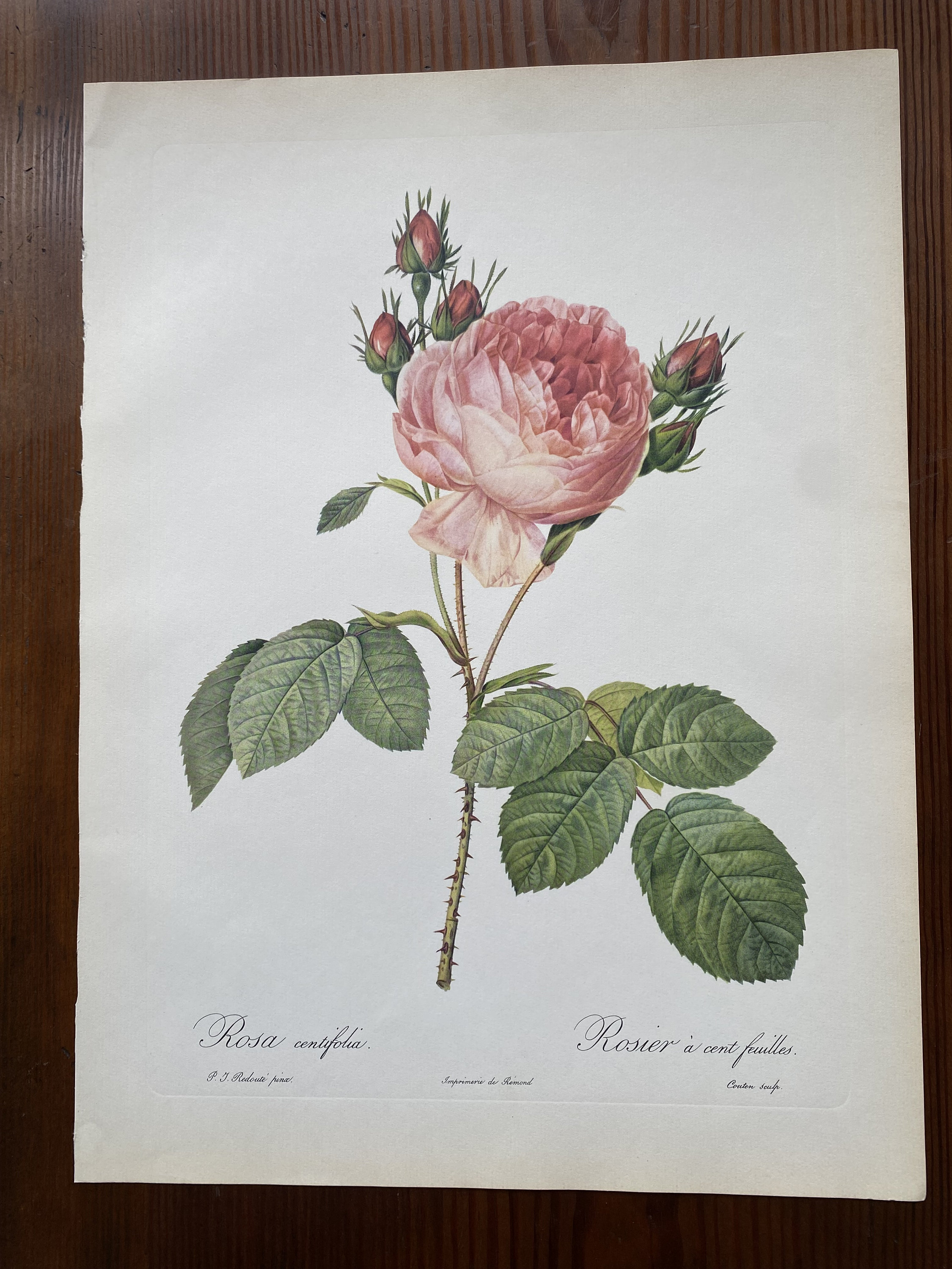 Pierre-Joseph Redout、The Roses62 Vintage 1959 Pierre-joseph