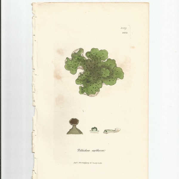 Antique Original 1844 James Sowerby Botanical Print Plate Bookplate English Botany Lichens Peltidea apthosa  1119/2213