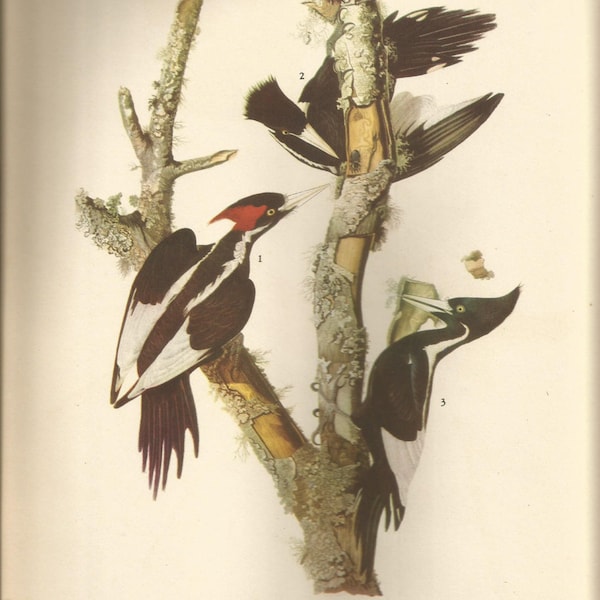 Ivory Billed Woodpecker Art - Etsy