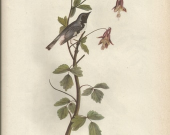 Original Vintage 1937 John James Audubon Birds of America Bookplate Print Bird Print 155 Black Throated Blue Warbler and 156 Crow