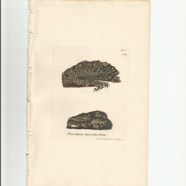 Antique Original 1844 James Sowerby Botanical Print Plate Bookplate English Botany  Cryptogamia Lichens 2128  Placodium  microphyllum