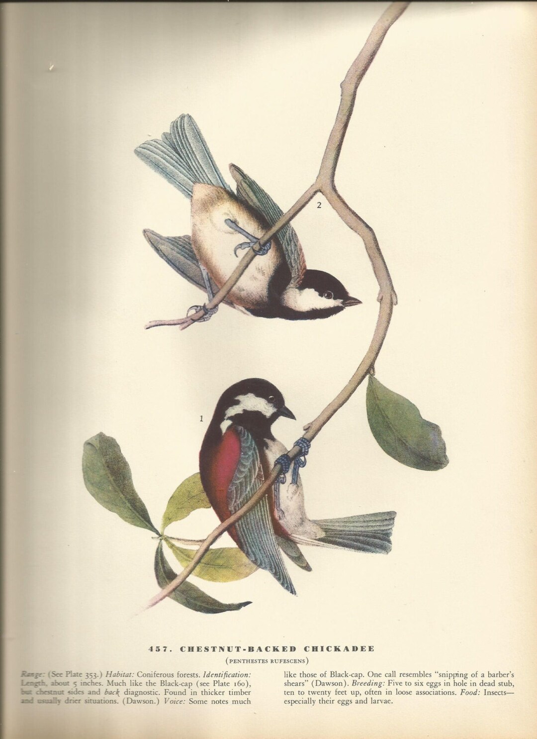 Amazon.co.jp: ②spode スポード audubon birds オーデュボン 鳥