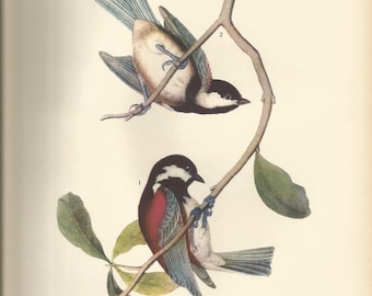 Original Vintage 1937 John James Audubon Birds of America Bookplate Print Bird Print 457 Chestnut Backed Chickadee 458 Golden Crowned Sparr
