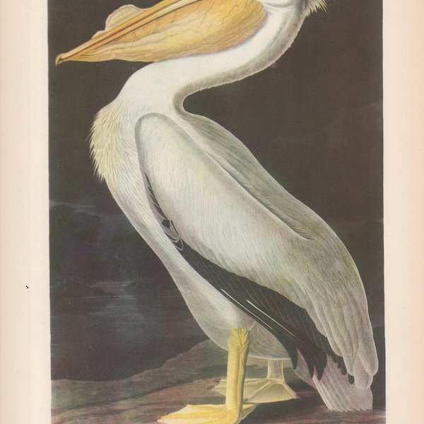 Original Vintage 1937 JohnJames Audubon Birds of America Bookplate Print Bird Print 311 White Pelican 312 Old Squaw