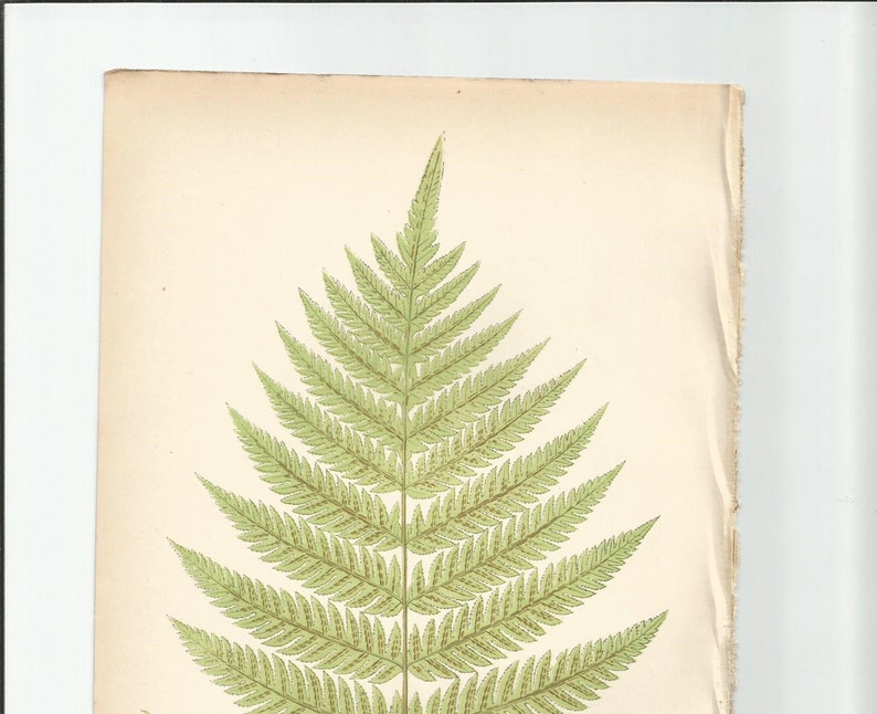 Antique Original Fern Print Plate Bookplate Botanical Lowe's FERNS: British and Exotic 1863 Woodwardia Radicans Plate XLIV image 3