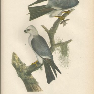 May include: A detailed illustration of a Mississippi Kite, a bird of prey with a long, forked tail, perched on a branch. The bird has a light head, black wings, and a gray body. The illustration is from a book about birds and includes the scientific name "Ictinia mississippiensis" and information about the bird's range, habitat, and diet.