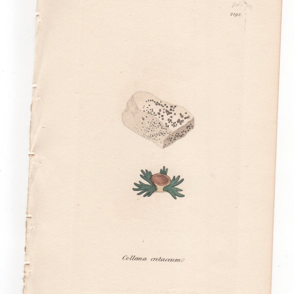 Antique Original 1844 James Sowerby Botanical Print Plate Bookplate English Botany  Cryptogamia Lichens Collema  cretaceum  732/2192