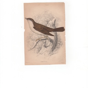 Antique Original 1843  Sir Wiiliam Jardine Bird Print Plate Bookplate Nightingale  Hand Colored