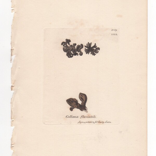 Antique Original 1844 James Sowerby Botanical Print Plate Bookplate English Botany  Cryptogamia Lichens Collema fluviatili  2039/2188