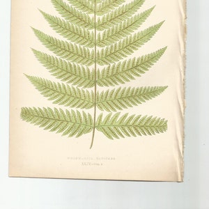 Antique Original Fern Print Plate Bookplate Botanical Lowe's FERNS: British and Exotic 1863 Woodwardia Radicans Plate XLIV image 4