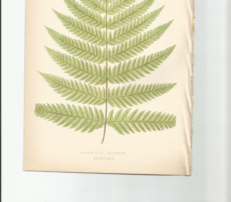 Antique Original Fern Print Plate Bookplate Botanical Lowe's FERNS: British and Exotic 1863 Woodwardia Radicans Plate XLIV image 4