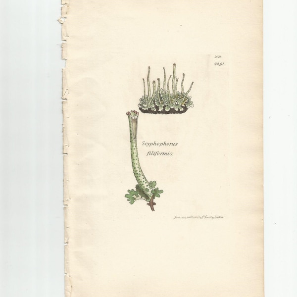 Antique Original 1844 James Sowerby Botanical Print Plate Bookplate English Botany Lichens   Scyphophorus  filiformis   2028/2291