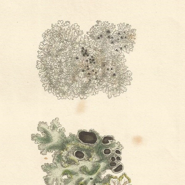 Antique Original 1844 James Sowerby Botanical Print Plate Bookplate English Botany  Cryptogamia Lichens 2807 Squamaria erosa