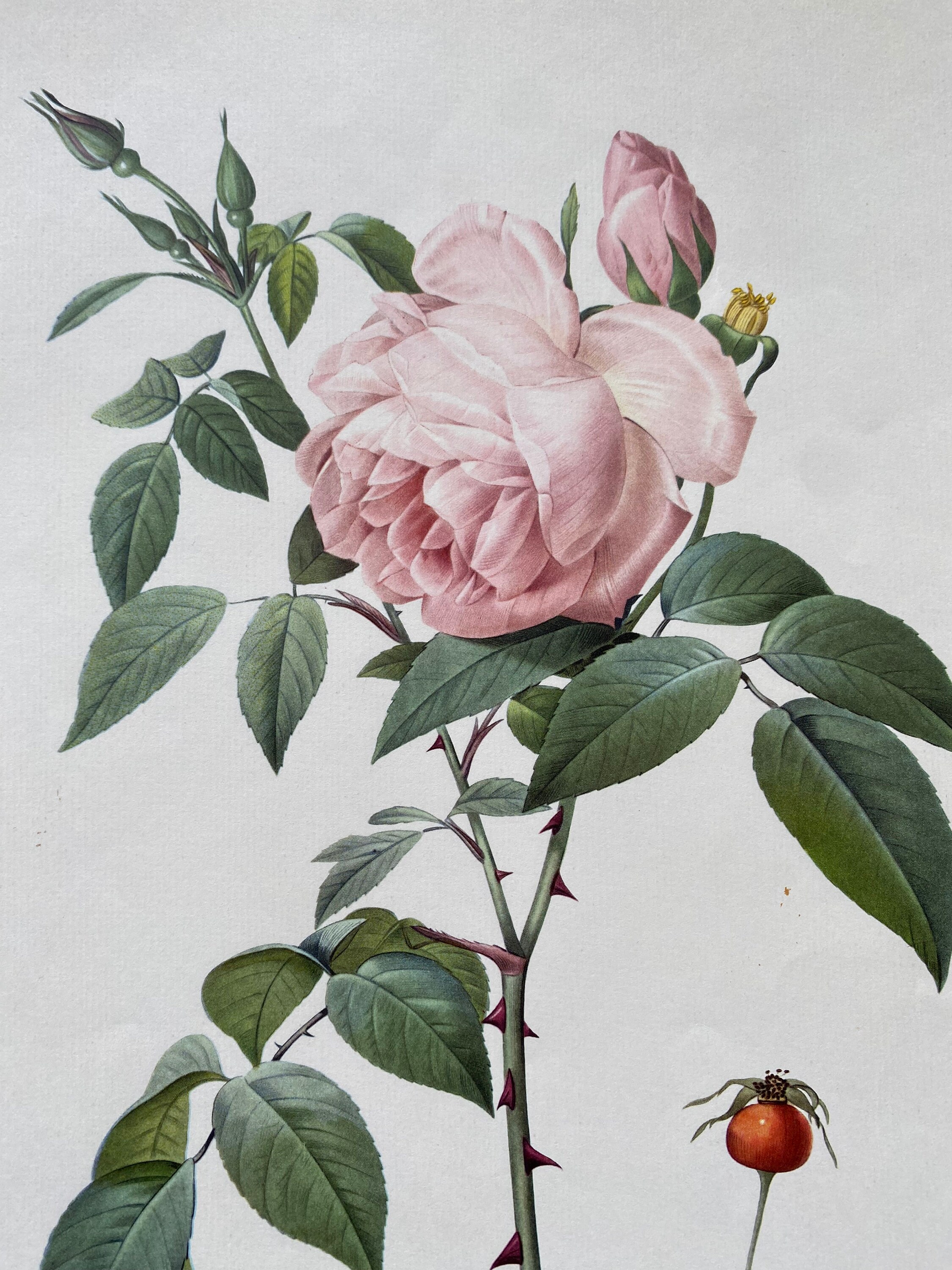 Vintage 1959 Pierre-joseph Redoute' Rose Botanical Print