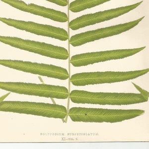 Antique Original Fern Print Plate Bookplate Botanical Lowe's Ferns 1856 POLYPODIUM XI image 5