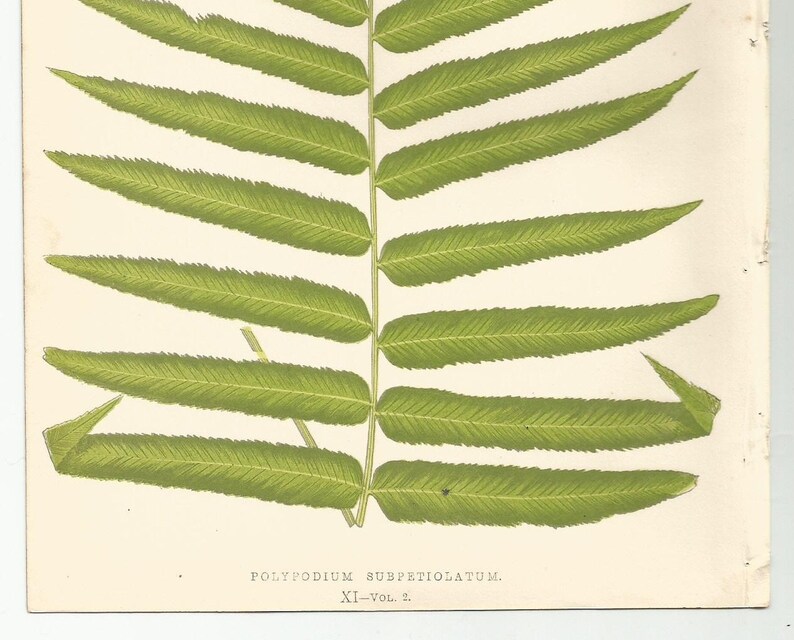 Antique Original Fern Print Plate Bookplate Botanical Lowe's Ferns 1856 POLYPODIUM XI image 5