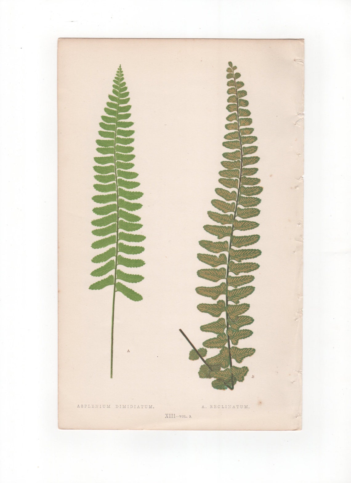 Antique Original Fern Print Plate Bookplate Botanical - Etsy