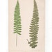 Antique Original Fern Print Plate Bookplate Botanical - Etsy