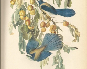 Original Vintage 1941 John James Audubon Birds of America Bookplate Print Bird Print 87 Florida Jay 88 Bay Breasted Warbler