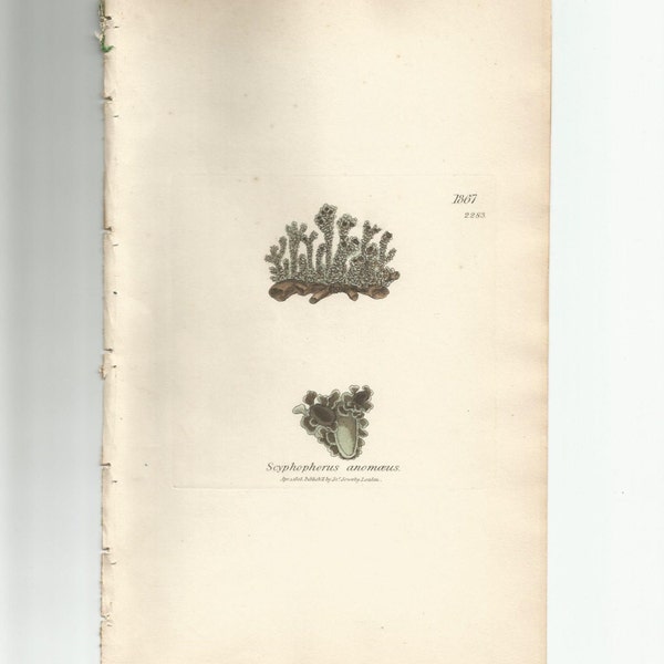 Antique Original 1844 James Sowerby Botanical Print Plate Bookplate English Botany Lichens   Scyphophorus  anamoeus  1867/2283