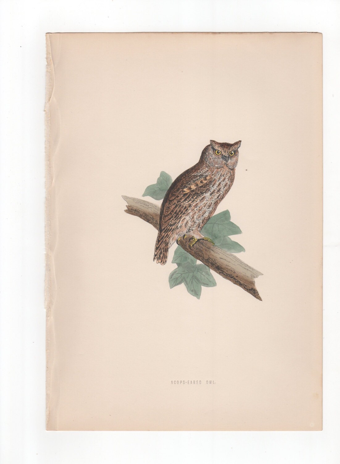 Antique Original 1870  Scops-Eared Owl  Bird Print  Plate Bookplate from Rev. F.O. Morris's A Hi