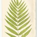 Antique Original Fern Print Plate Bookplate Botanical - Etsy UK