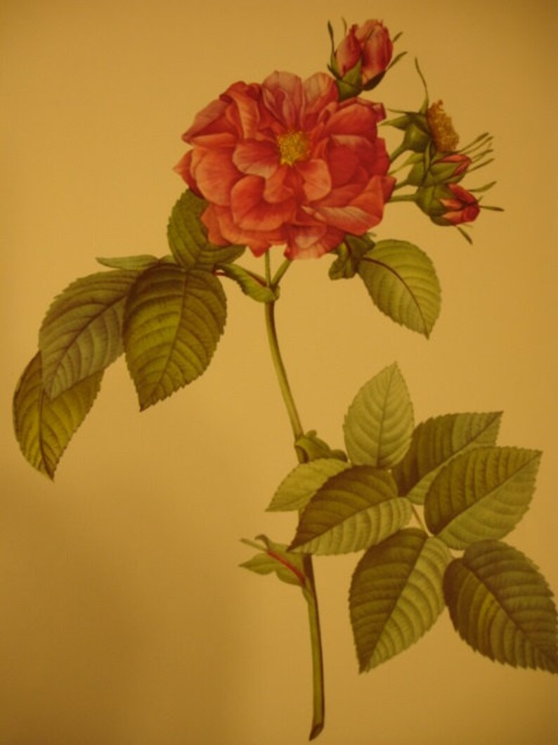 Vintage 1959 Pierrejoseph Redoute' Rose Botanical Print Etsy