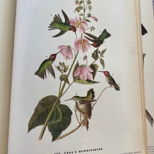 Original Vintage 1937 John James Audubon Birds of America Bookplate Print Bird Print 425 Anna&#39;s Hummingbird  426  California Condor