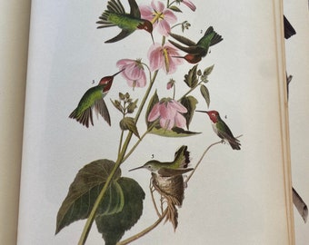 Original Vintage 1937 John James Audubon Birds of America Bookplate Print Bird Print 425 Anna's Hummingbird  426  California Condor