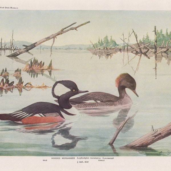 Hooded Merganser   Plate #11 1936 Fuertes Bird Print Plate Bookplate Vintage Original Print Birds of America by  Louis Agassiz Fuertes