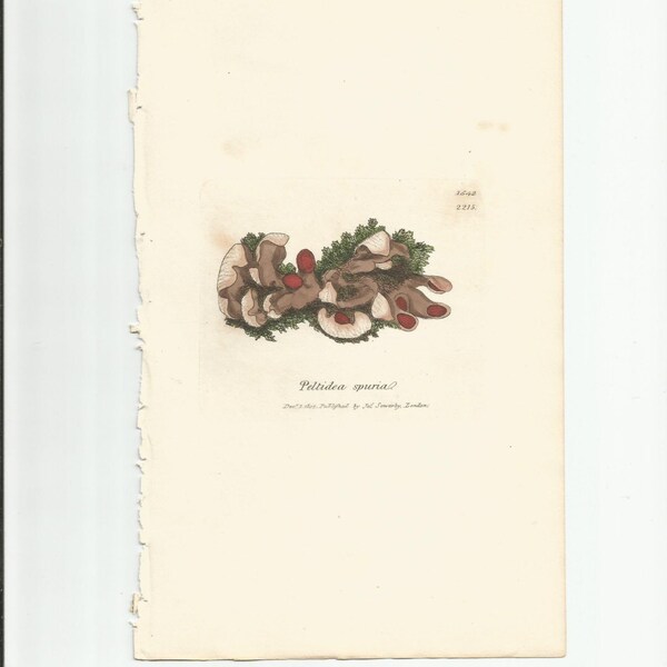 Antique Original 1844 James Sowerby Botanical Print Plate Bookplate English Botany Lichens Peltidea spuria  1542/2215